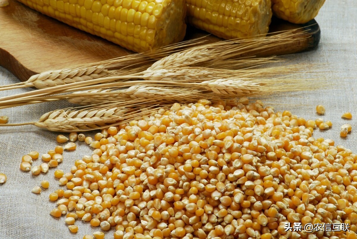 今日玉米行情丨可能减产？小麦涨！拍卖禁饲料厂参拍，玉米也涨了