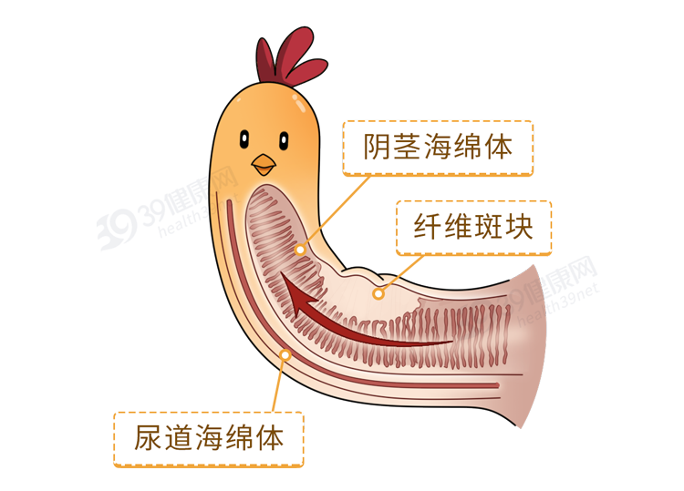 正经科普：男人的“丁丁”，为何会缩小？不排除这5点原因