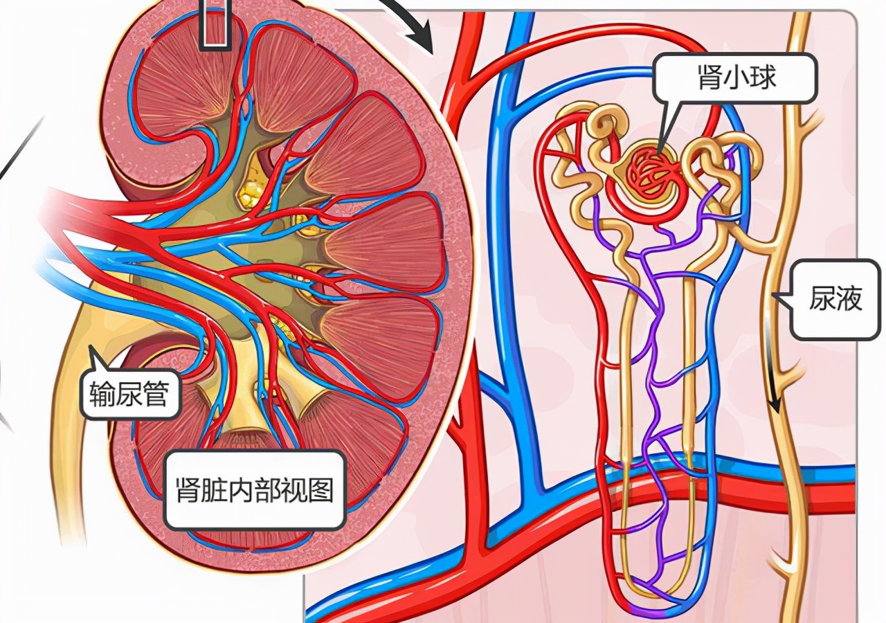 肾与膀胱连接图图片