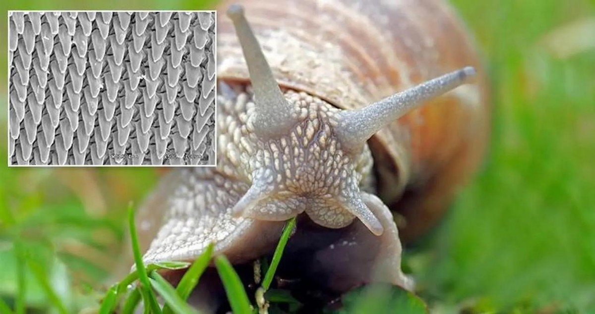 蜗牛的牙齿照片图片