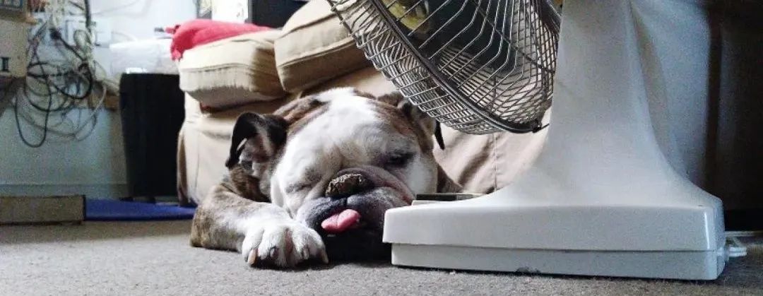 「狗狗中暑」夏日最容易被忽视的狗狗杀手｜如何预防宠物体温过高