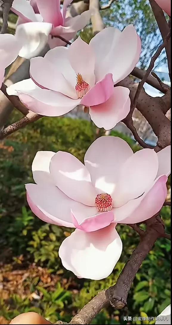 心如向阳，一路鲜花盛开，芬芳相随