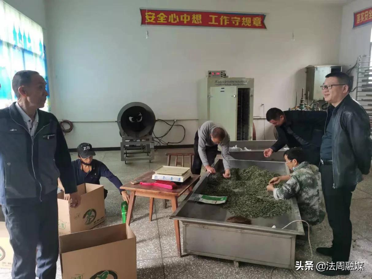 澧县供销社开展茶叶产业发展调研