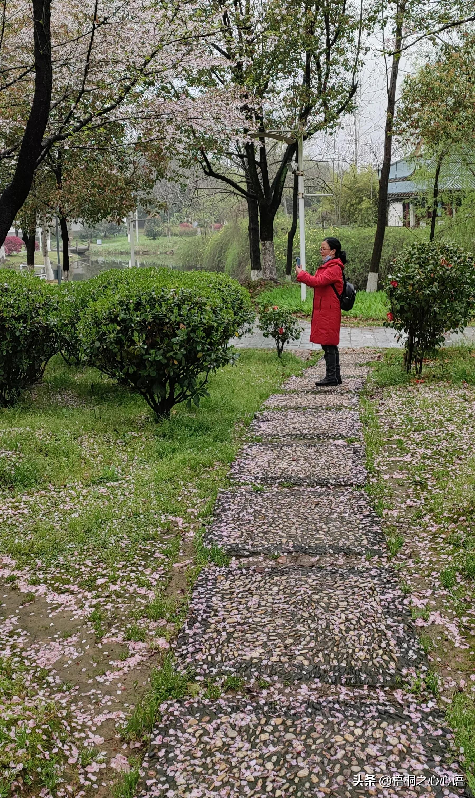 去年樱开时，那些漫妙记忆，此生许没再见时，存此让友情天长地久