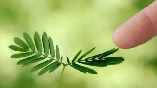 三年级下册第一单元《我的植物朋友》学生范文