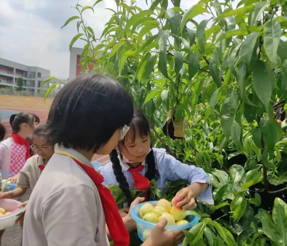 快乐劳动 幸福童年｜记双流区实验小学外国语学校劳动系列课程