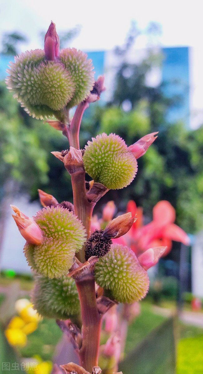 一花一深爱，花开国色天香，花落仪态万方，心有一束花爱情深似水