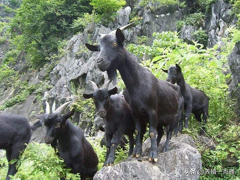 10大黑山羊品种盘点，抖音直播放羊，青山绿水卖出好价钱