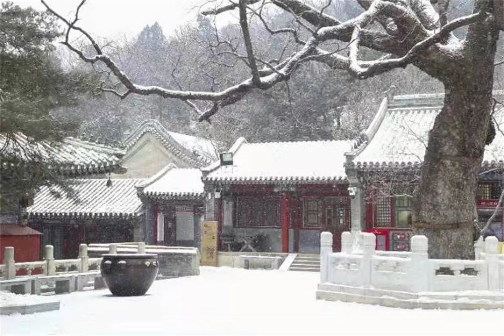 当春花遇上春雪，看京城别样的诗意与浪漫~