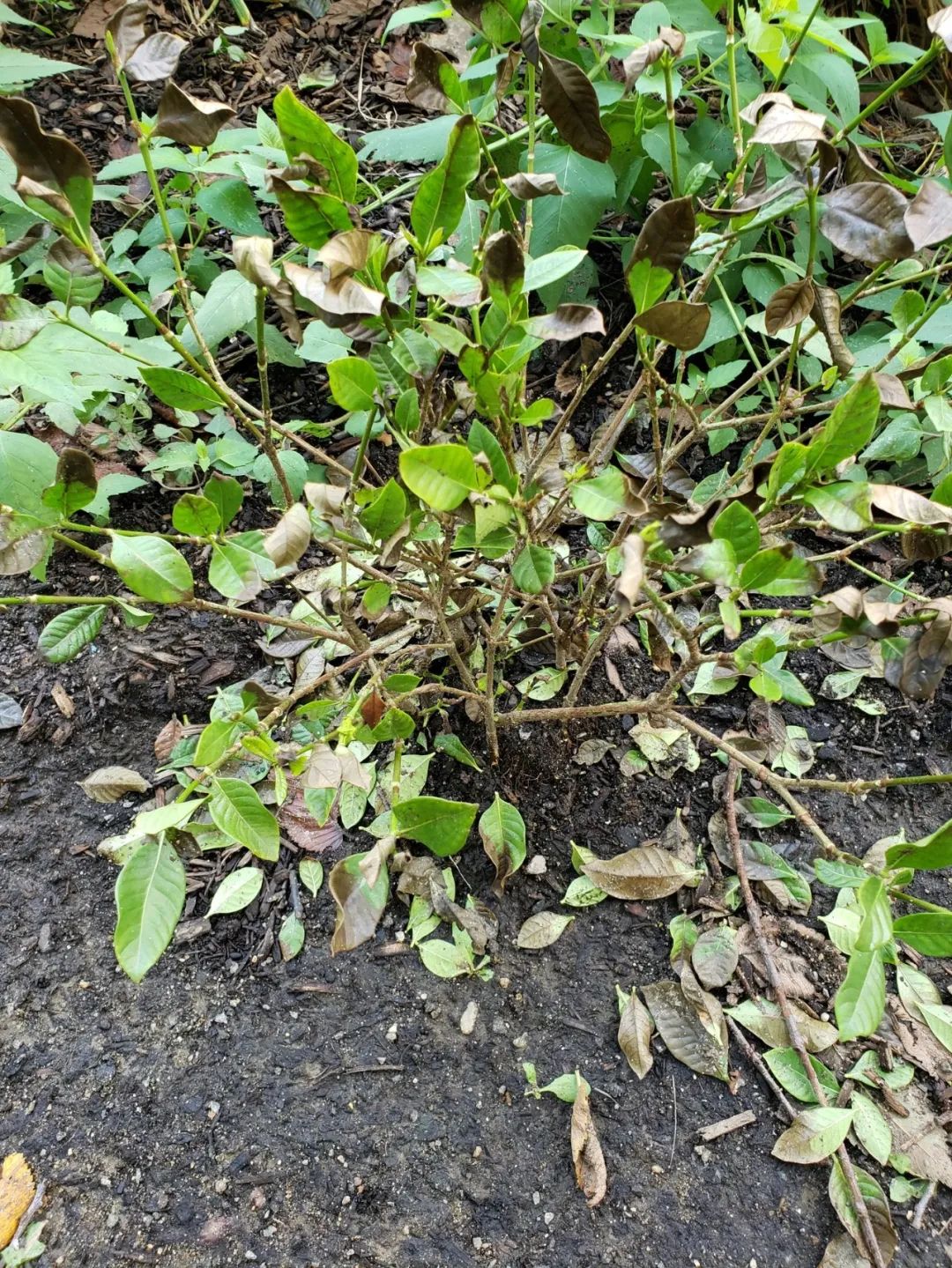 栀子花盆景（室内盆栽栀子花养护全指南介绍）