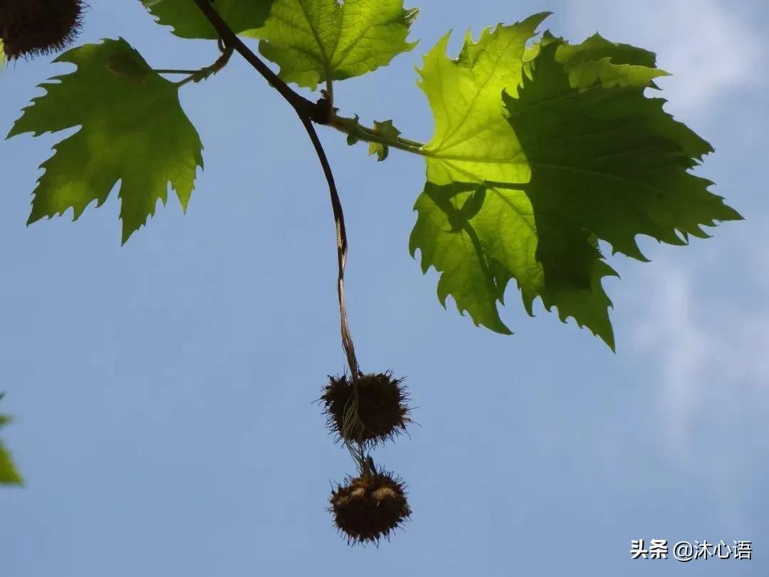 那年杏花春雨，石楠花开，梧桐飞絮……