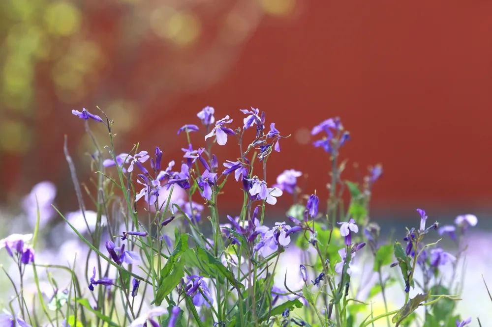 浪漫花海，赏花正当时