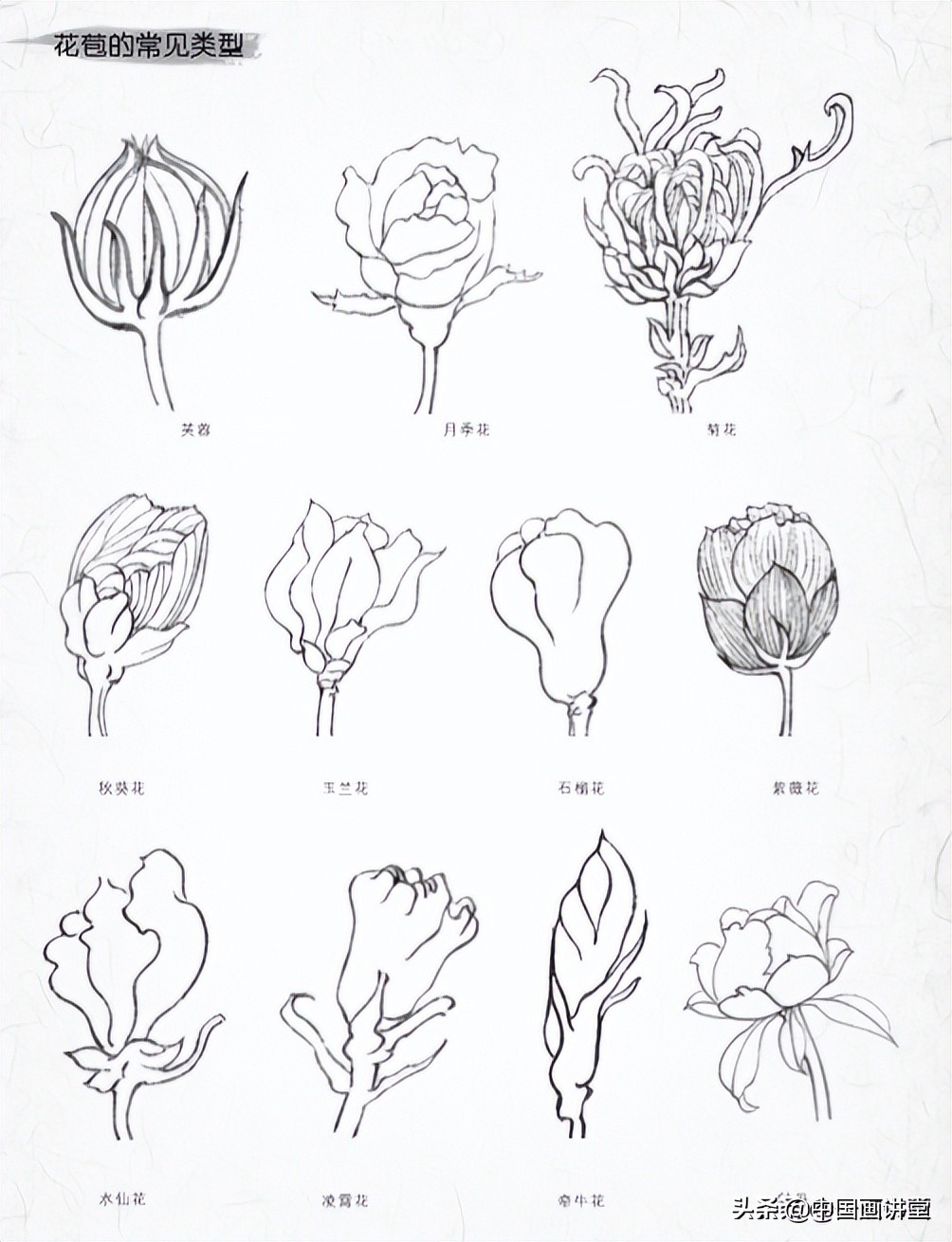 桃花简笔画简单又好看白描玉兰花与桃花画法步骤