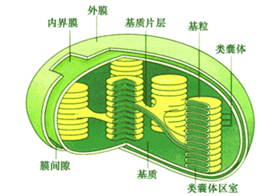 地球上最孤独的树，全球仅剩下1棵，127年来都在孤独等待伴侣