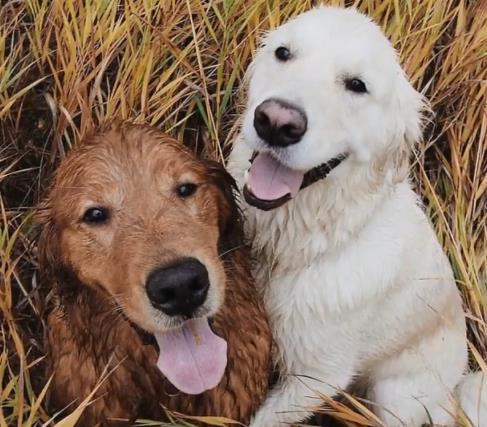 7个狗狗“性冷知识”，养狗多年，你都未必清楚