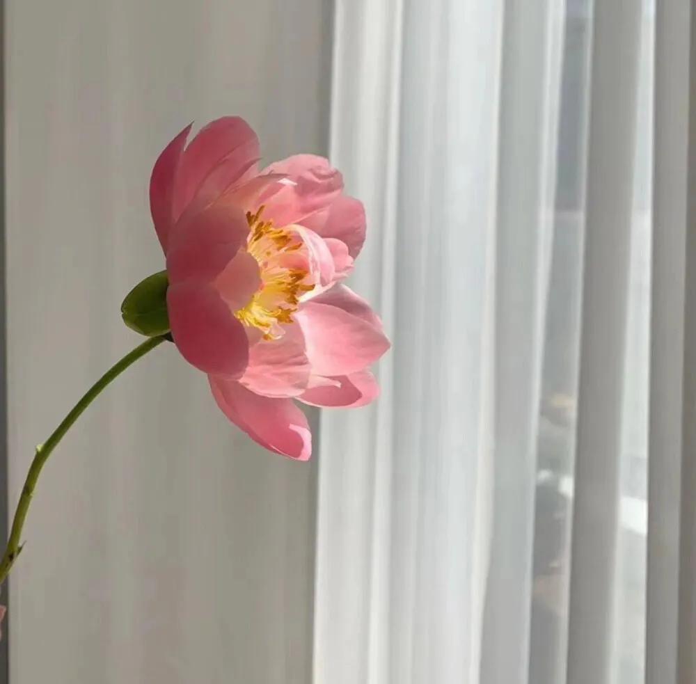 小说里那些意难平的句子