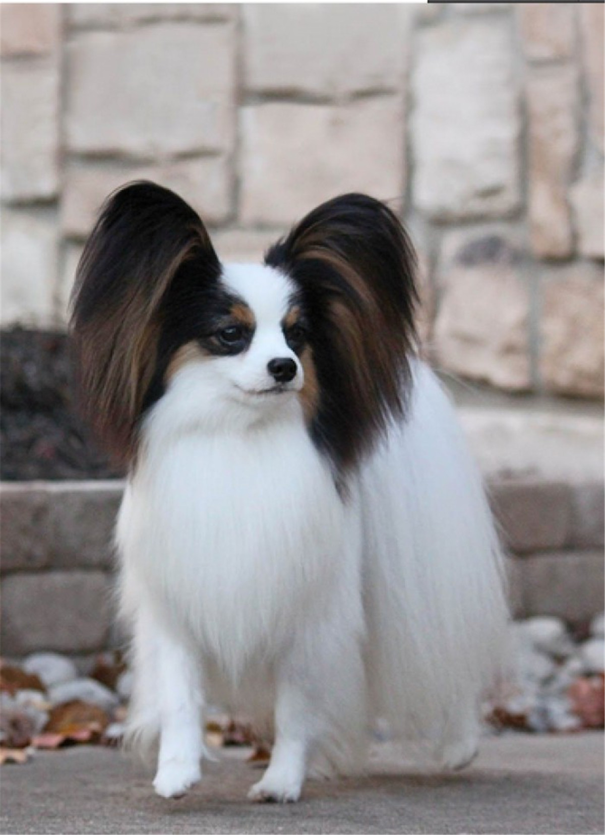 蝴蝶犬串串是什么(鉴定蝴蝶犬的方法大全)