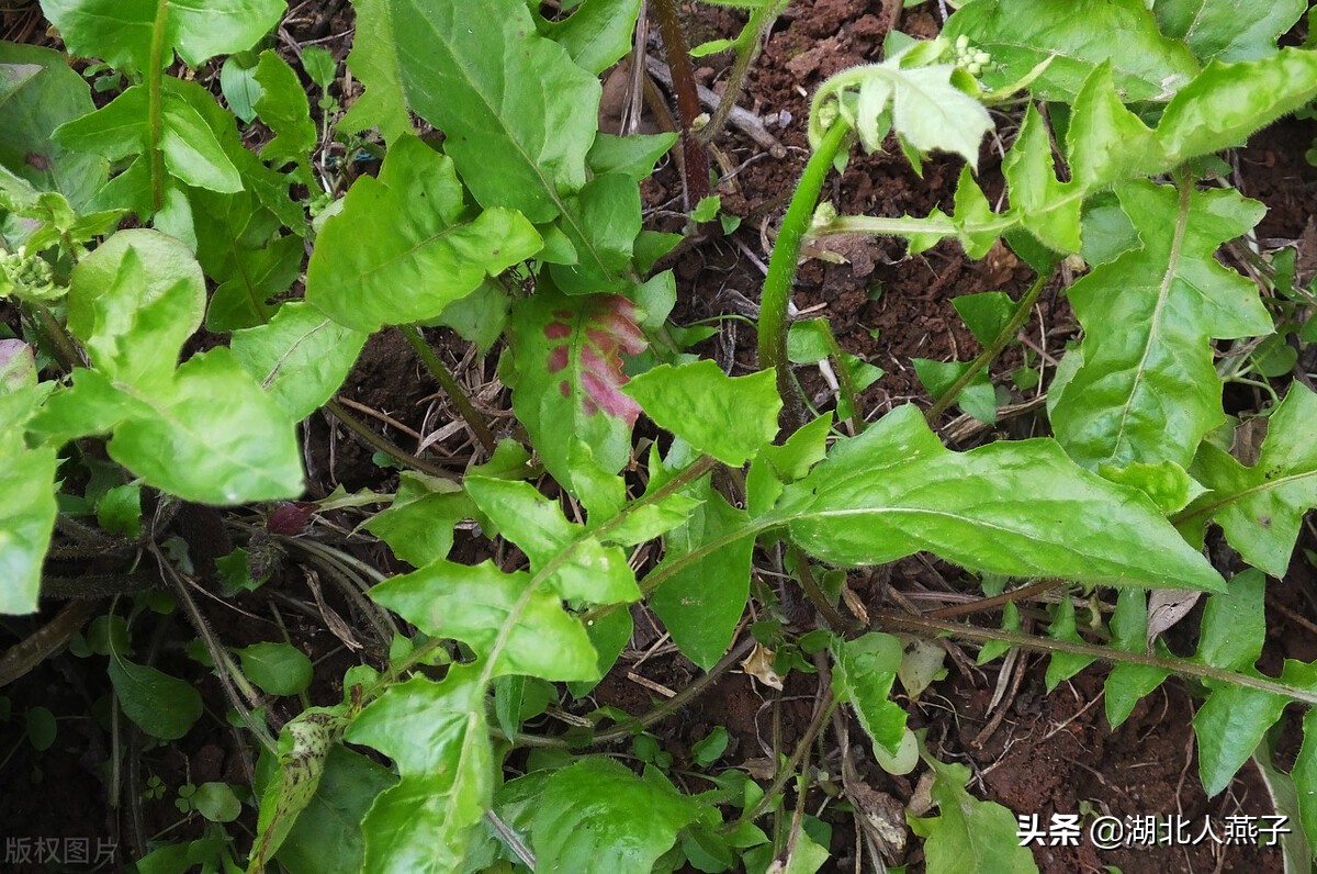 野菜的种类和做法（带你见识不同的野菜和吃法） 3