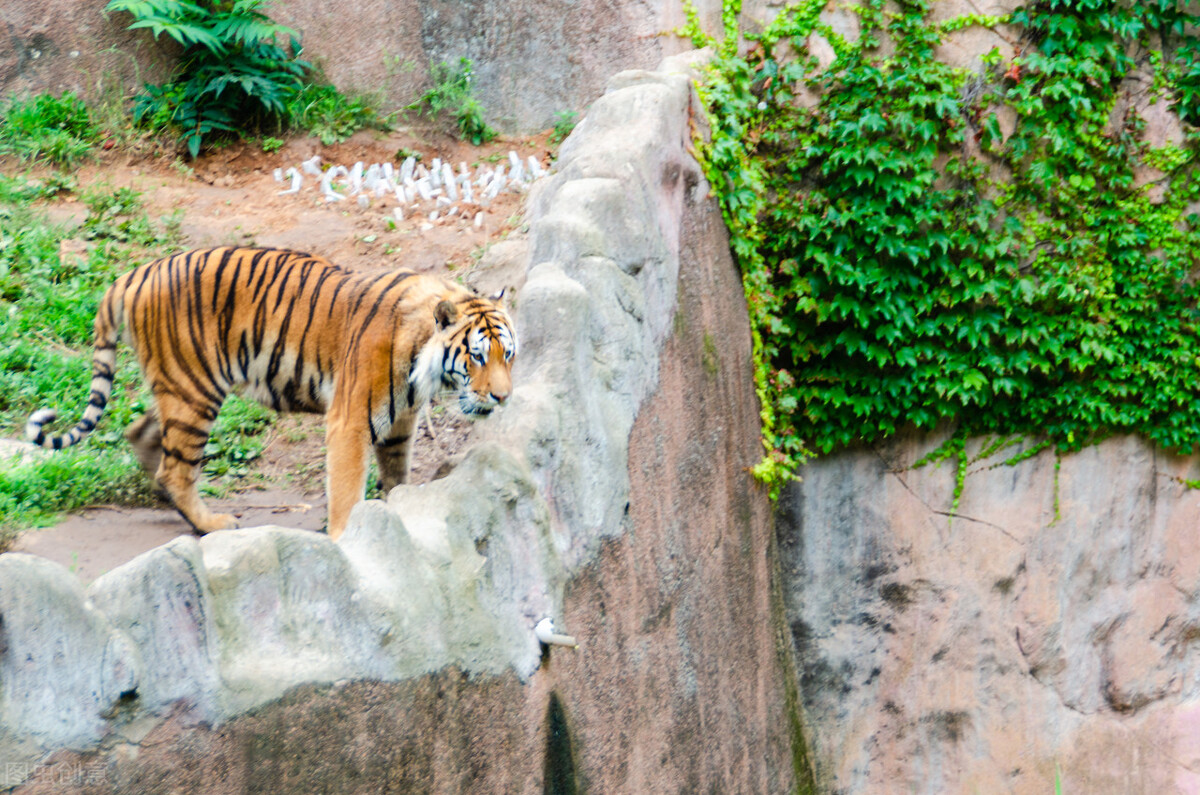 虎年说虎，十首猛虎诗词，百兽之王，亦有儿女情长