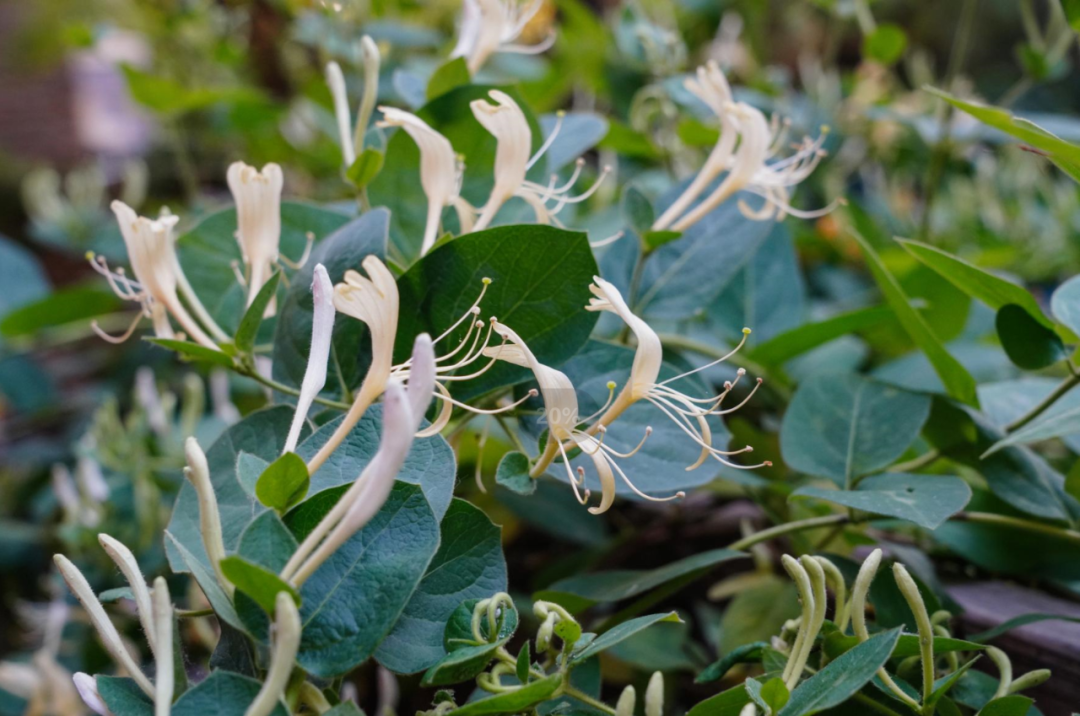 春日食花丨"鸳鸯草"有着怎样不为人知的故事?