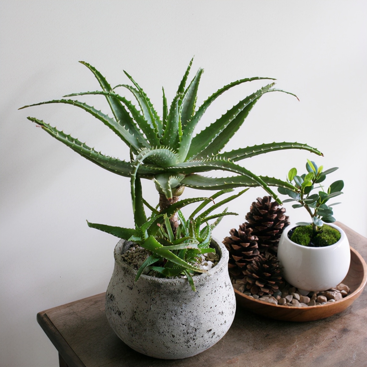 木立芦荟它的茎干会越长越长,因此它叫木立芦荟.