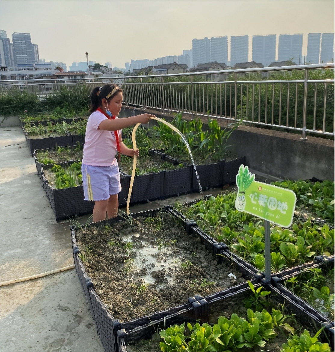 “蔬”香为伴，“勤”满校园｜中和小学开展“空中农场”种植活动