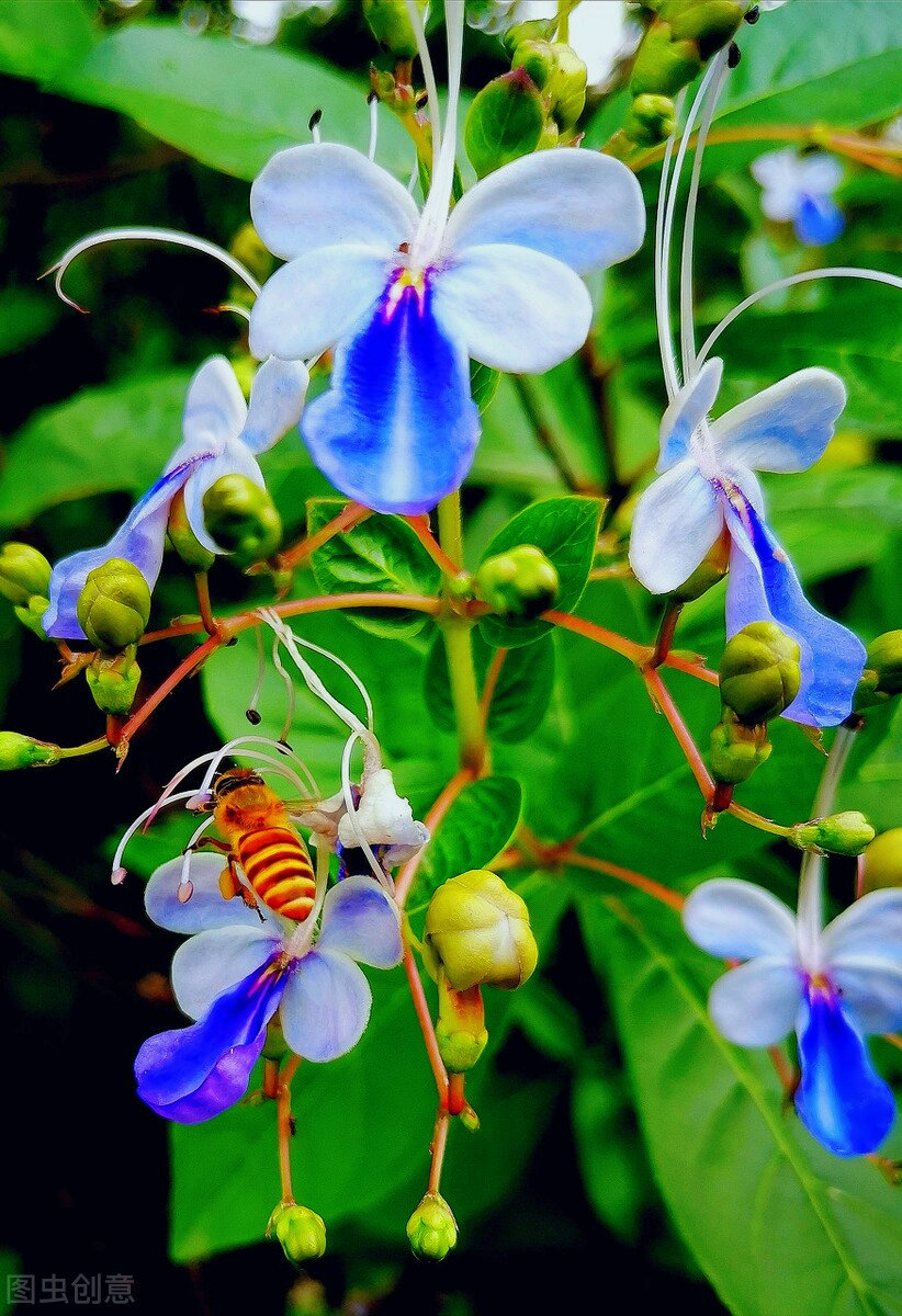 藍蝴蝶花,花開特別,花色絢爛引