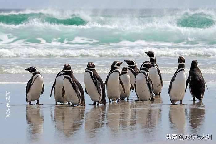 「南极」七次南极之行中我拍到的九种企鹅