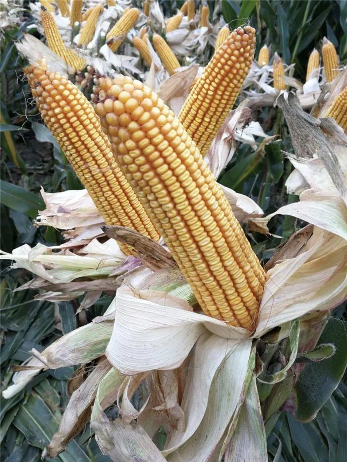 东单1331玉米种简介(4次国审,抗病抗倒,高产性能突出,东单1331适合16