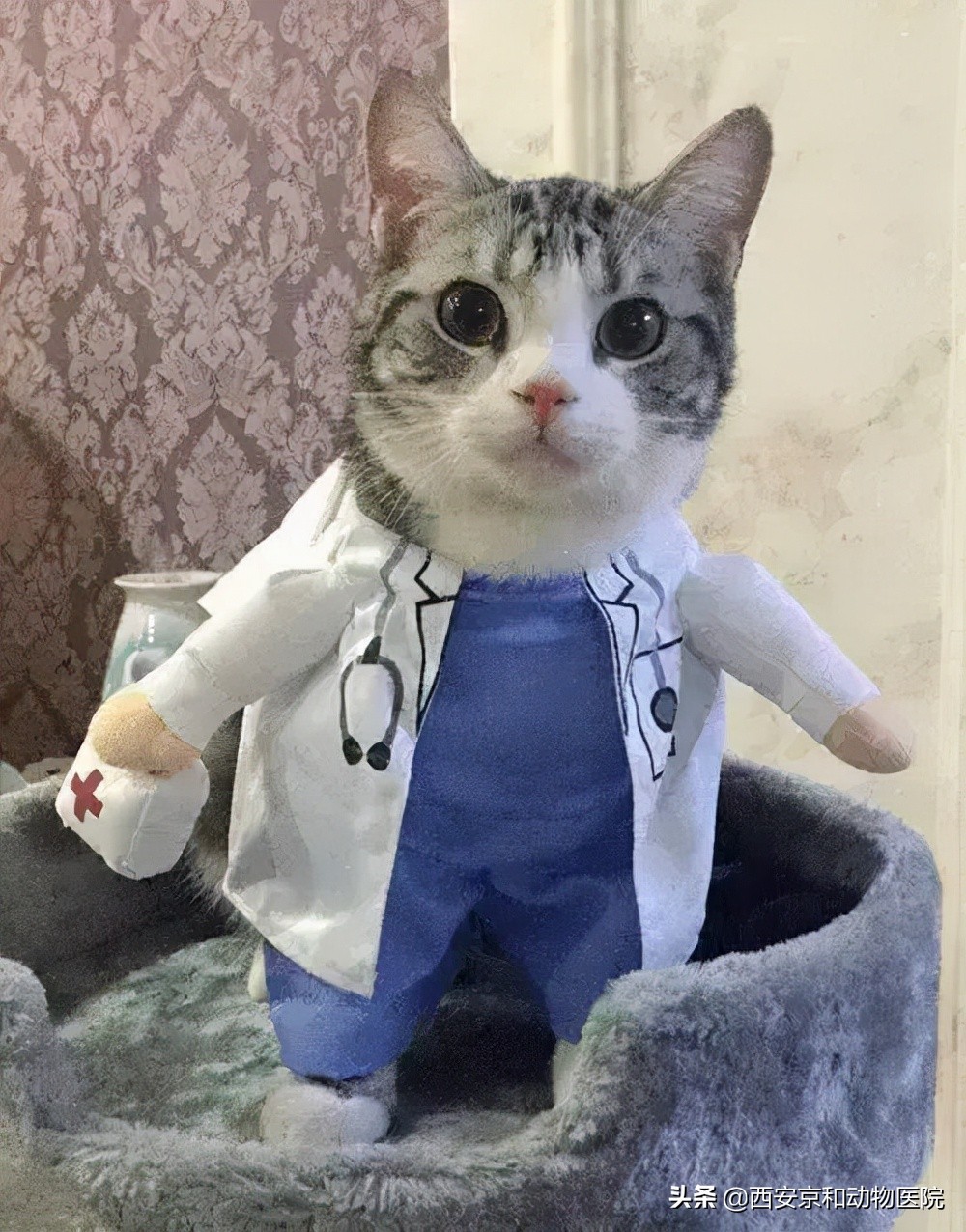 猫咪到底该不该绝育？