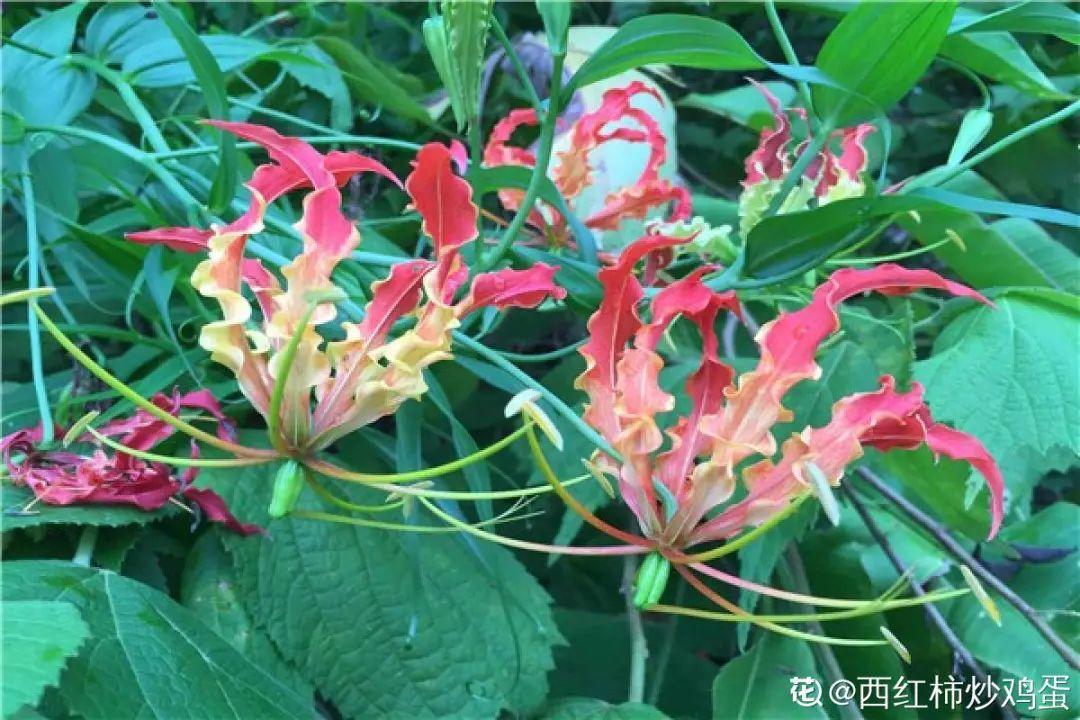 象征老人长寿的花（寓意老人健康长寿的花）