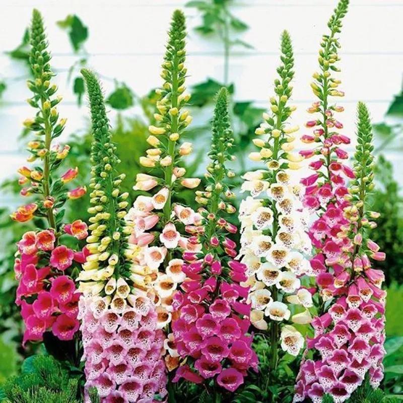 花朵美图｜温柔甜美的初吻、大丽花、耧斗菜花朵合集160张