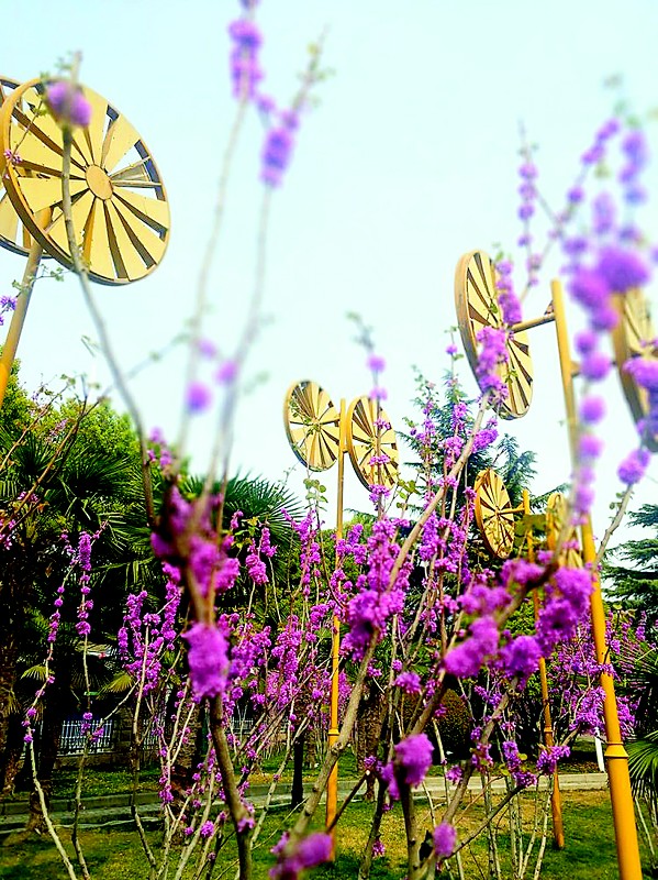 山西“花经济”春光无限，玉泉山、紫荆山、桃花山、北武当山、中条山，春意盎然、山花烂漫