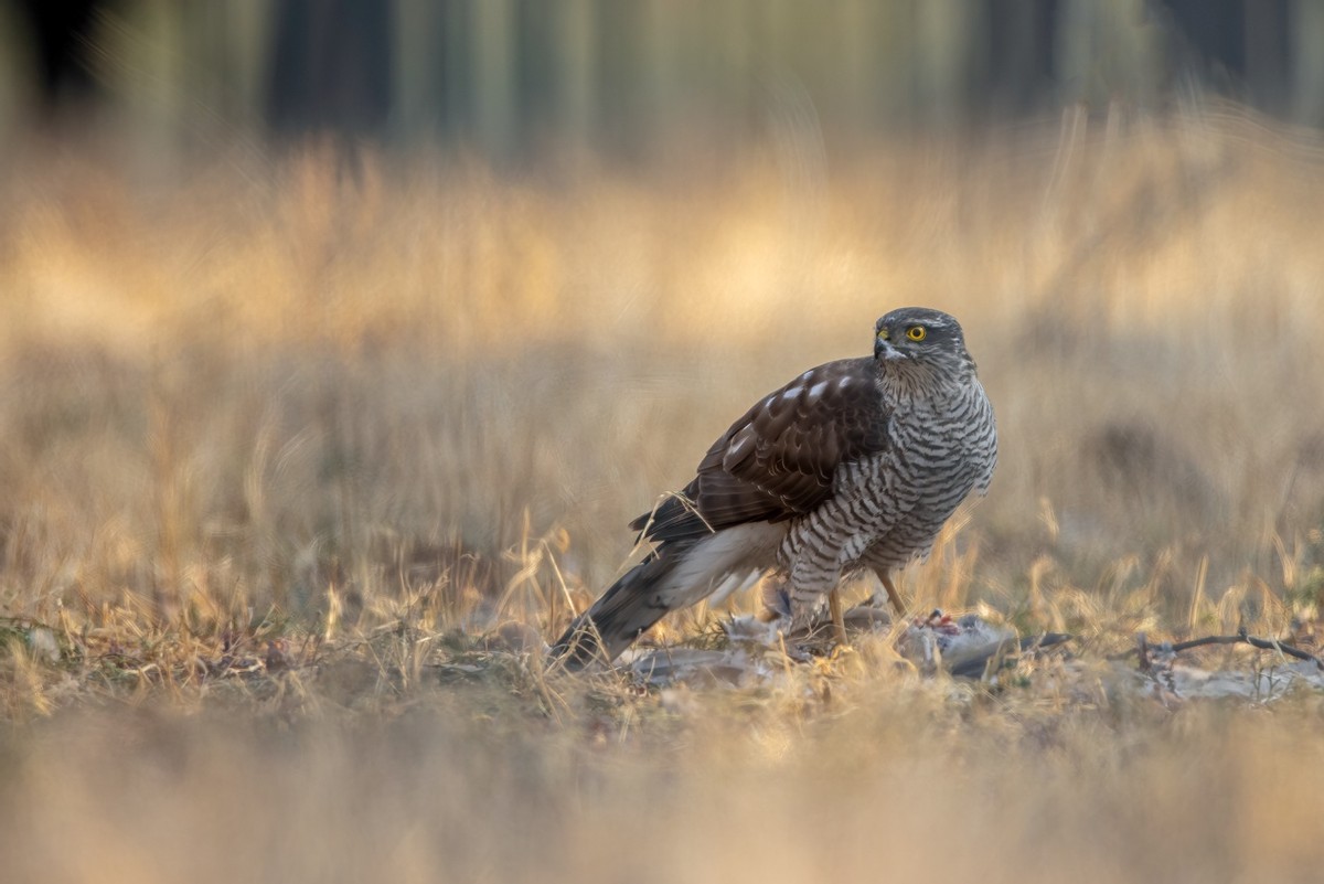 以热爱为名发现自然之美 那些野性瞬间背后的故事
