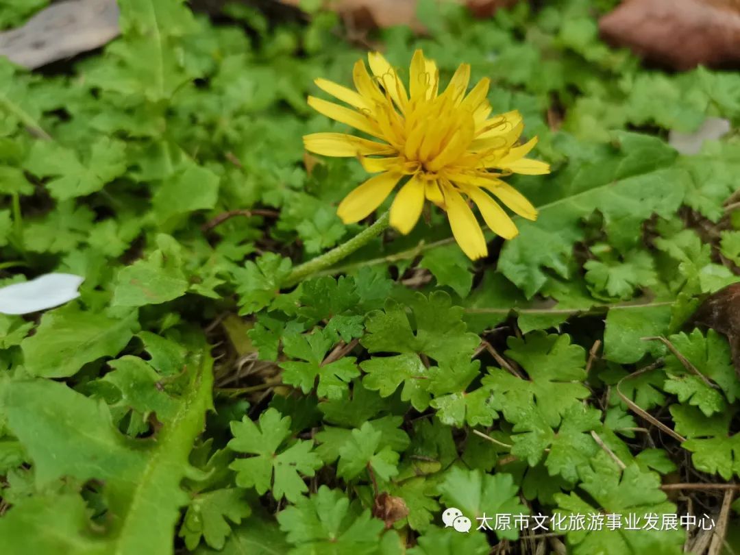 线上展览|“山河春意 锦绣太原——花的世界”主题摄影线上图片展（八）