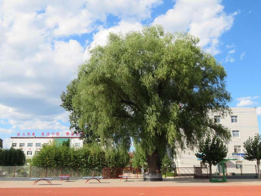 《涿州二中系列报道之十九》