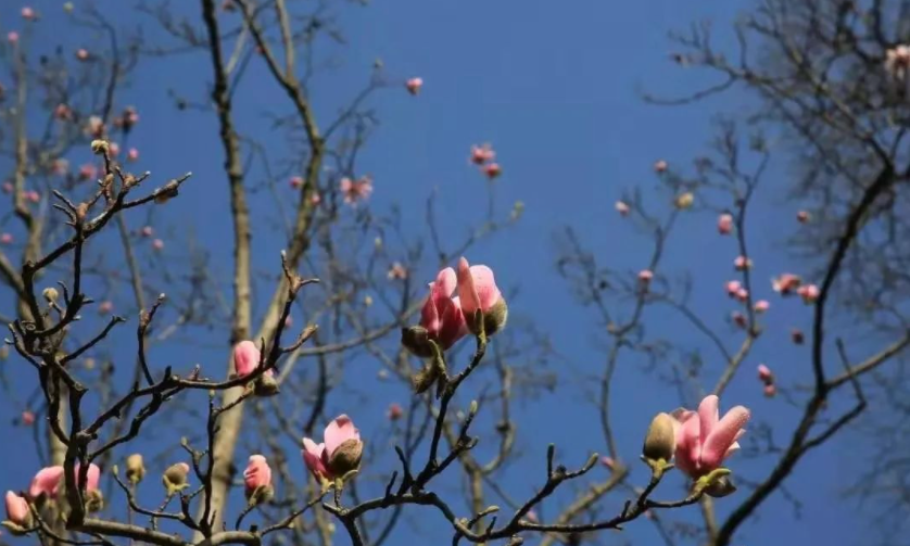春天到了，汉中这五大赏花胜地收藏起来！挨个去打卡
