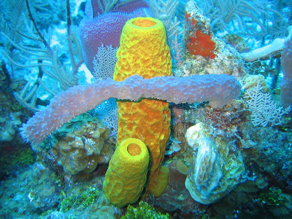 长路漫漫：科学家发现海绵与微生物共生