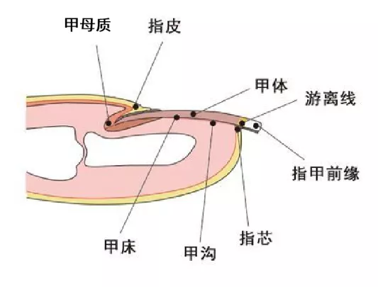 月牙越多，身体越健康？出现白点、黑线是长了蛔虫？一文读懂指甲的真相