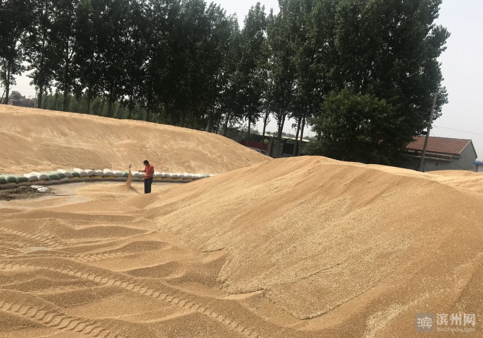 滨州“三夏”生产麦收告捷