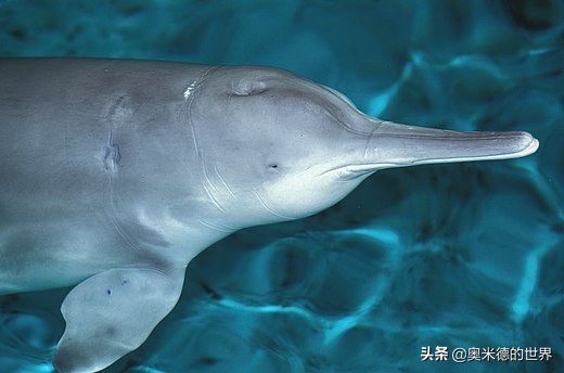 十种因人类活动而灭绝的动物，再见“长江女神”白鳍豚