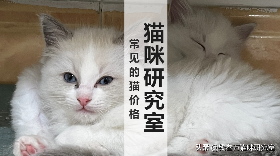 买猫防坑指南3：猫的价格规律，和三十种常见品种猫的合理价格