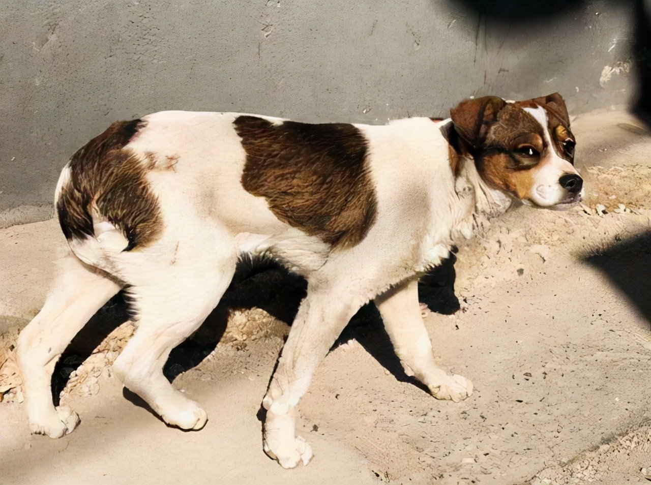 没尾巴的狗品种图片(狗狗作为人类的朋友)