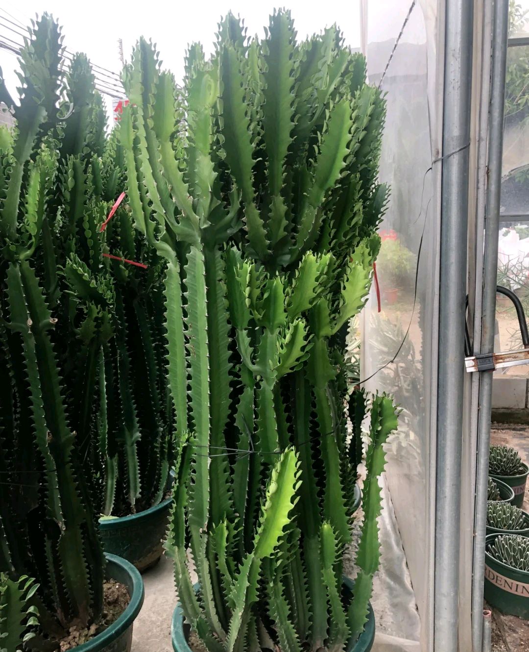 镇宅的花卉绿植有哪些（三种镇宅花一养旺家好运来）