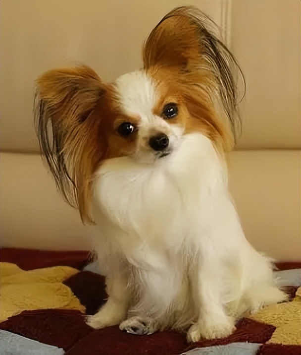 蝴蝶犬串串是什么(鉴定蝴蝶犬的方法大全)