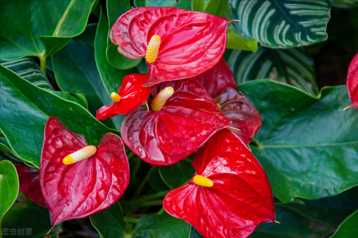 红掌:花语:热情,旺盛,向往.朱顶红花,飘逸热烈,艳丽动人,傲然不群.