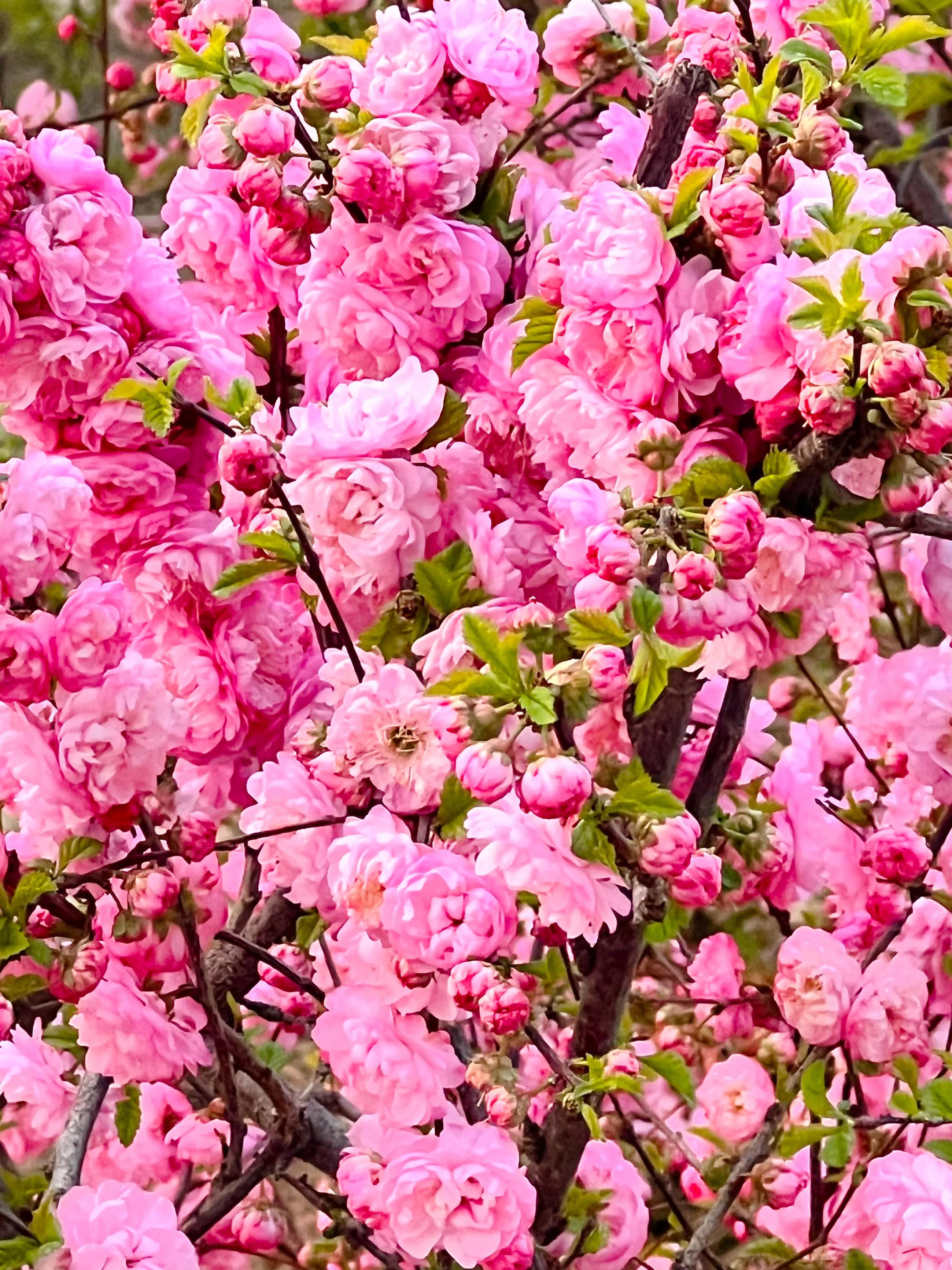 三月百花齐放的唯美句子