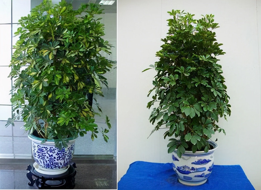 长寿树图片(家里有棵树) - 赤虎壹号