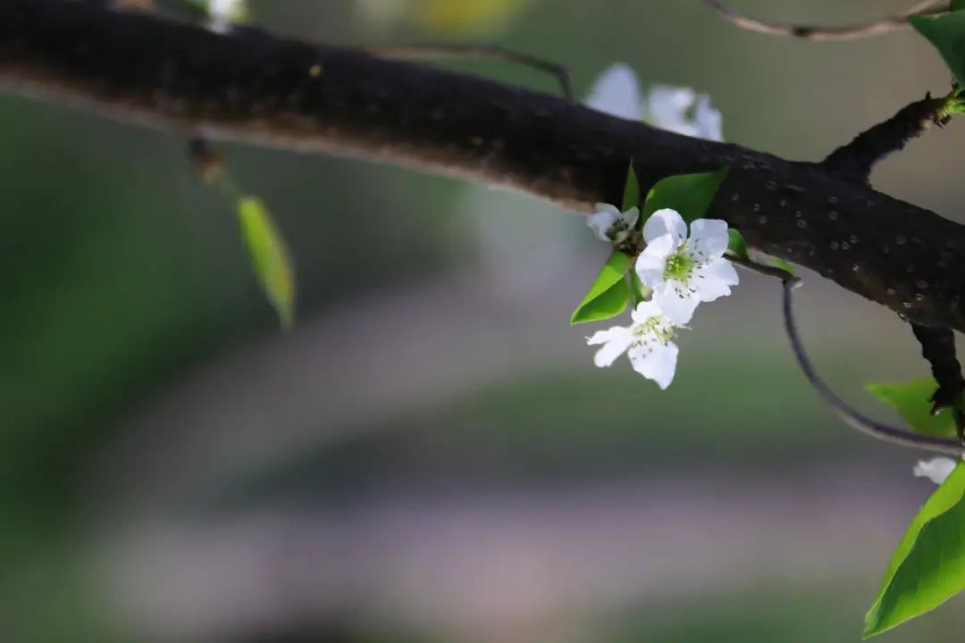 去钢城看一场梨花开，聆听钢城春之声