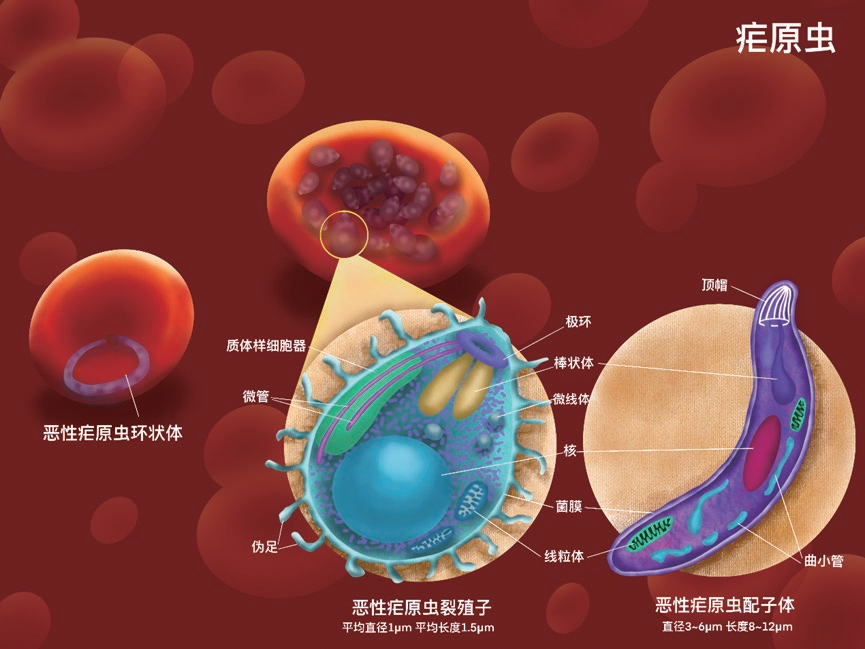 21世纪是生命科学的世纪，这套书，推荐孩子们都看看